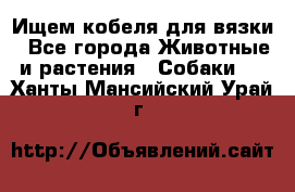 Ищем кобеля для вязки - Все города Животные и растения » Собаки   . Ханты-Мансийский,Урай г.